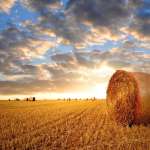 Mezőgazdaság 4.0: eljött a digitalizált farmok kora